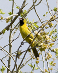 Orchard Oriole 5240